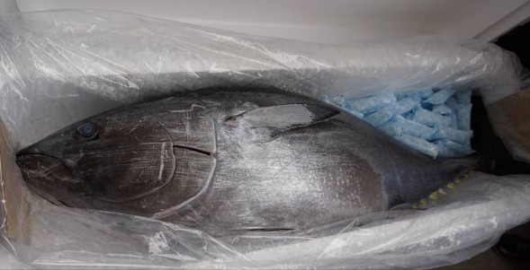 冰鲜类水产品空运 冰鲜类水产品空运