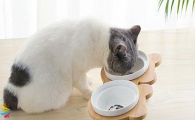 宠物空运食物放少量 宠物空运食物放少量