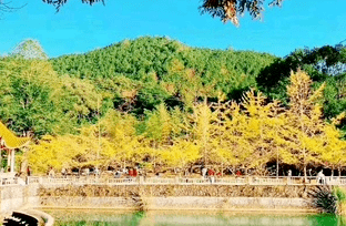 广州至韶关物流公司途径银杏林 广州至韶关物流公司途径银杏林